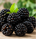Mora / Blackberries